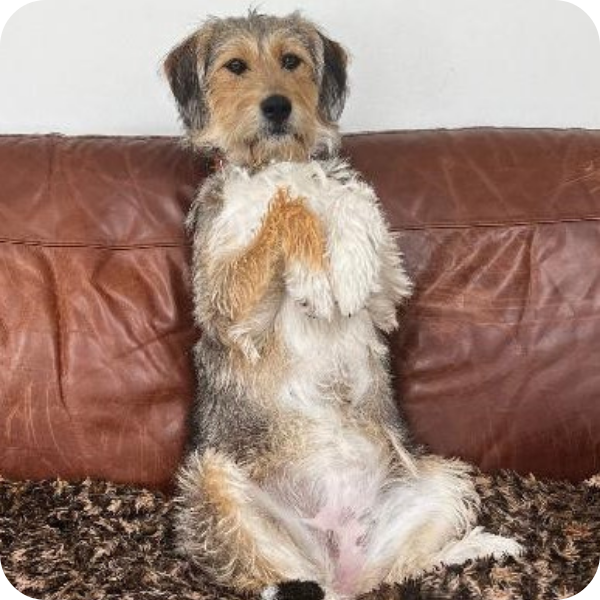 custom dog brooch, dog memorial jewellery