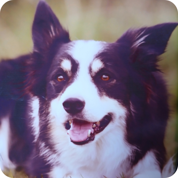 Cap - Custom Border Collie Necklace