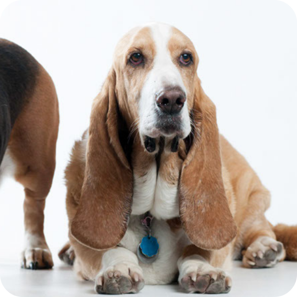 basset-hound-earrings