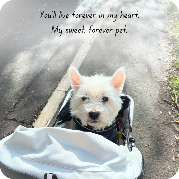white-west-highland-terrier