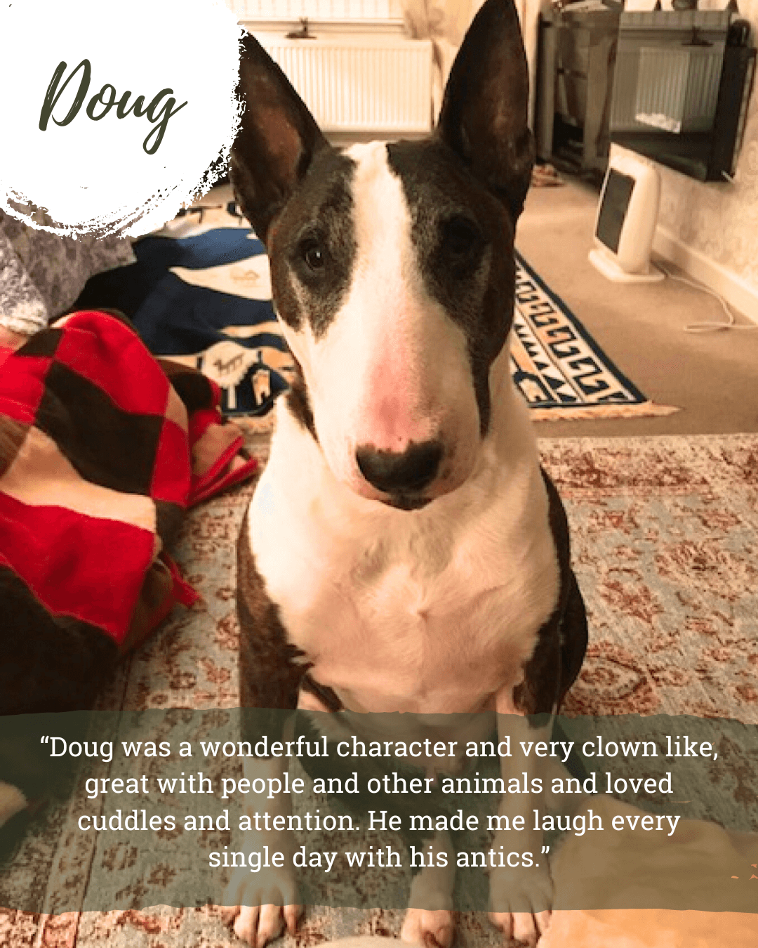 english bull terrier memorial, rainbow bridge dog gift, english bull terrier present for woman