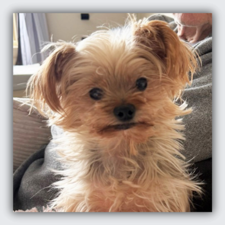 Ezra: Custom Yorkshire Terrier Charm Bracelet