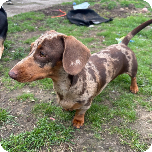 Pickle: A Special 21st Birthday Dachshund Gift