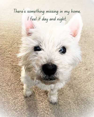 Barney: The Westie Who Will Be Remembered Forever