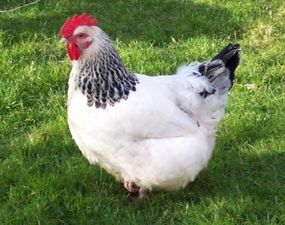 White Sussex Chicken Necklace