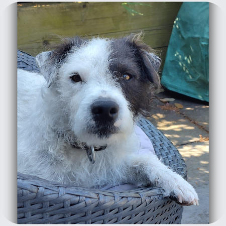 Pickle: Custom Black and White Parsons Jack Russell Terrier Necklace