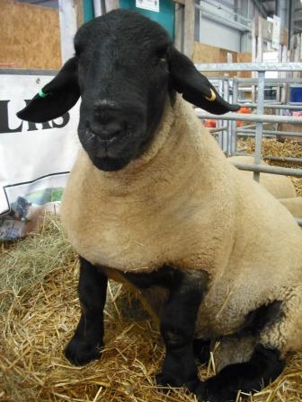 What's your sheep breed?
