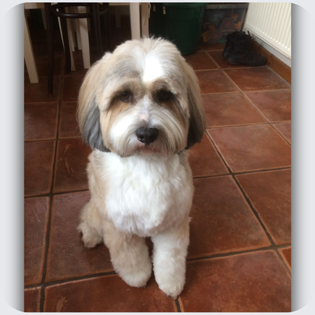 tibetan terrier brooch, dog brooch