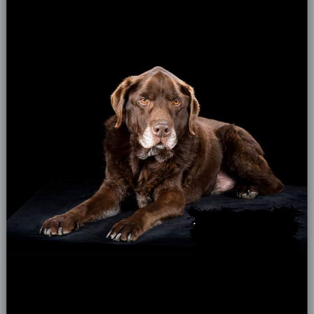 Findley: Labrador Memorial Necklace