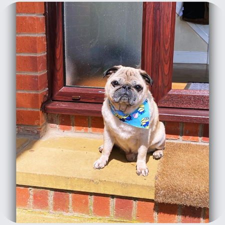 Leonard: Pug Memorial Necklace