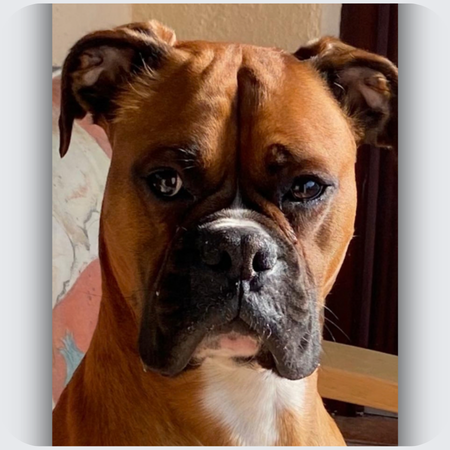 custom boxer dog memorial necklace, jewellery that looks like your dog