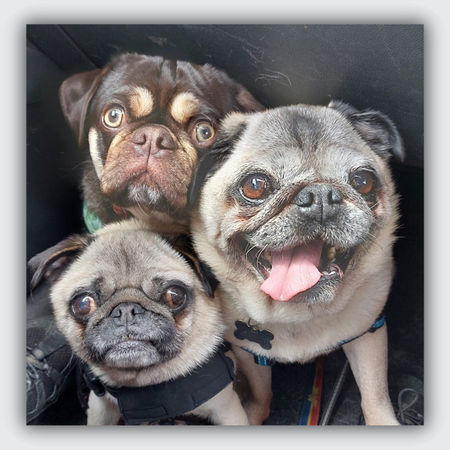 3 pug brooch, pug memorial brooch, dog memorial brooch