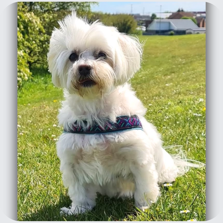 Alfie: A Little Maltese Terrier Remembered In A Silver Necklace