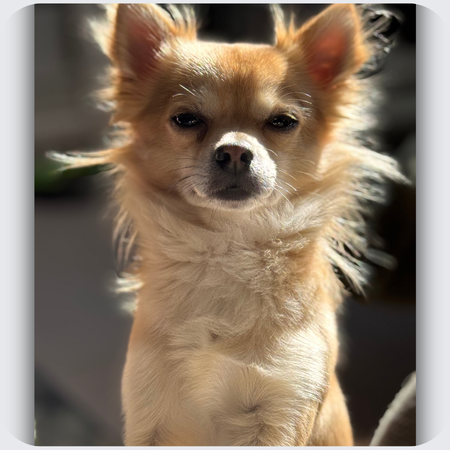 long haired chihuahua necklace, chihuahua memorial gift