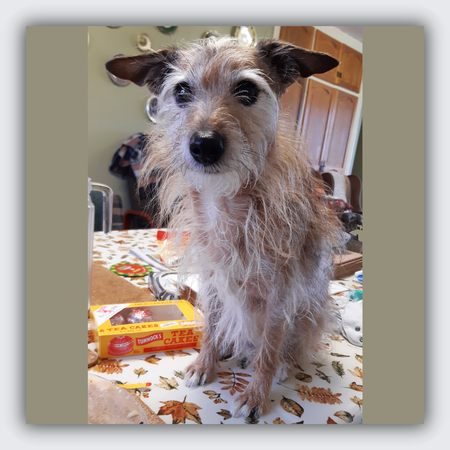 Mutley: Custom silver and gold dog brooch