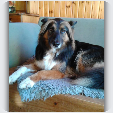 Kaline-Sophie: Ditte's Beautiful Dog Remembered Forever