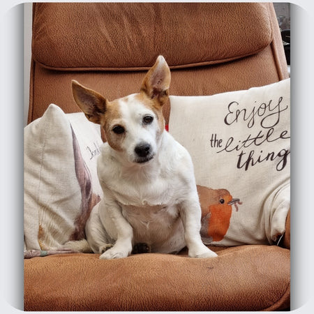 Poppy: Custom Jack Russell Terrier Memorial Necklace