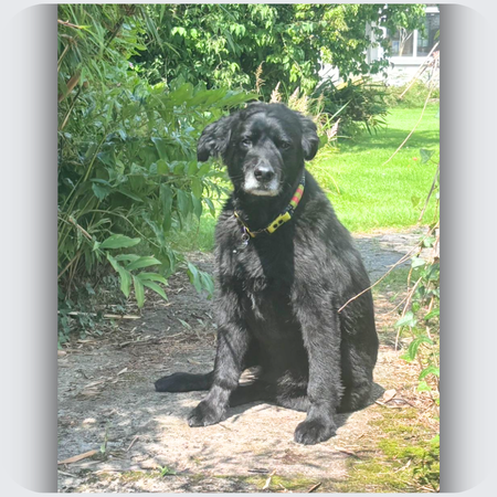 Custom Dog Memorial Necklace in Silver | Reggie's Story
