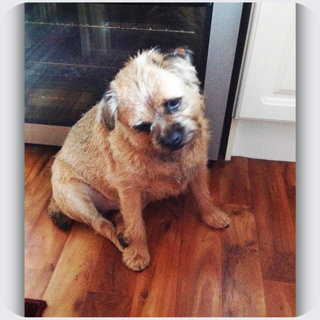 custom border terrier memorial necklace