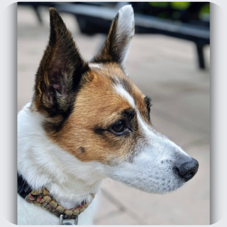 Benji: Jane's Jack Russell Terrier Earrings