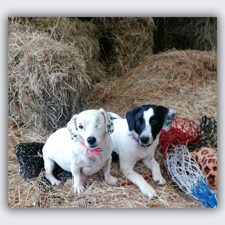 One-Eyed Jack Russell Terrier Necklace in Silver | Dot's Story