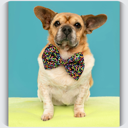 Peanut: A Campaigning Rescue Dog