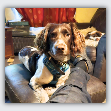 Custom Springer Spaniel Memorial Necklace in Silver and Rose Gold | Sam's Story | Liver and White Springer Spaniel Necklace from Photos