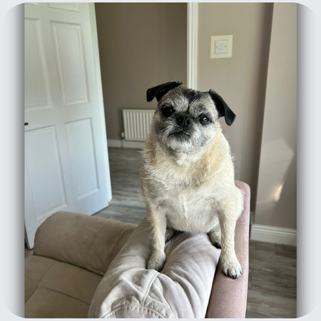 Poppy: A Pug Cross at the Centre of Everything