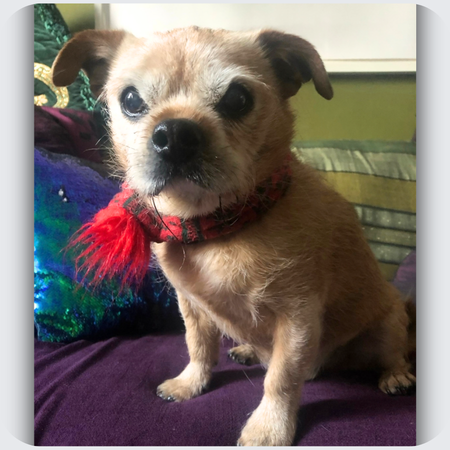 Ralphi: A Very Special Little Pug Crossbreed