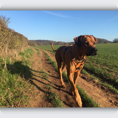 Rhodesian Ridgeback Dog Memorial Cufflinks in Silver and Rose Gold | Paddy's Story