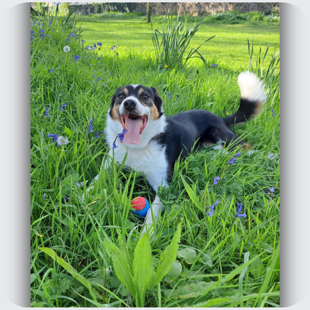 Border Collie Custom Dog Necklace in Silver and Rose Gold | Lola's Story