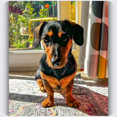 Dachshund Memorial Necklace in Silver and Rose Gold | Violet's Story