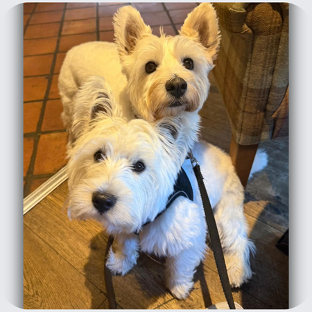 westie cufflinks, silver dog cufflinks