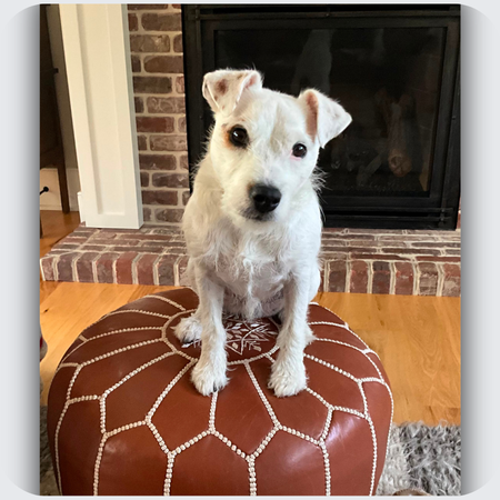 silver and rose gold jack russell terrier earrings from customer dog photo