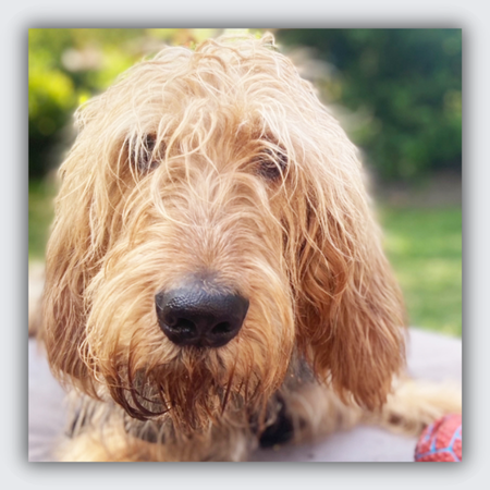 otterhound necklace, otterhound memorial gift