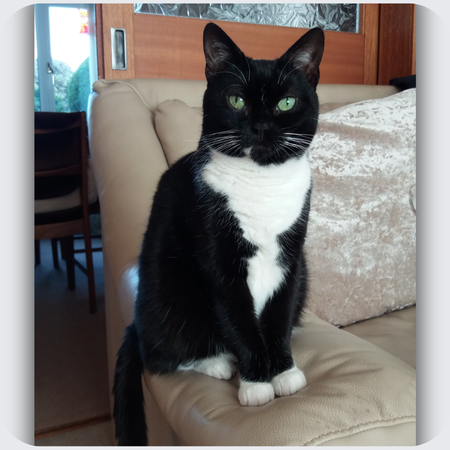 custom black and white cat necklace, tuxedo cat necklace