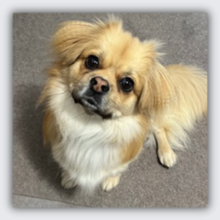 cufflinks that look like my dog, custom dog cufflinks