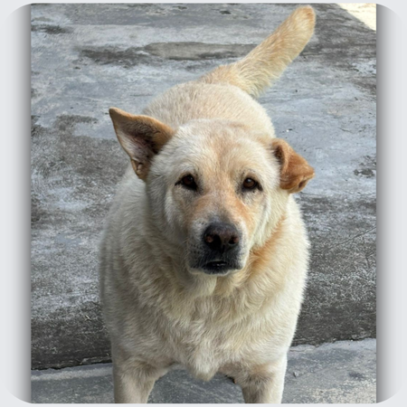 dog with one upright and one drooping ear