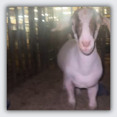 goat photo for custom silver goat necklace