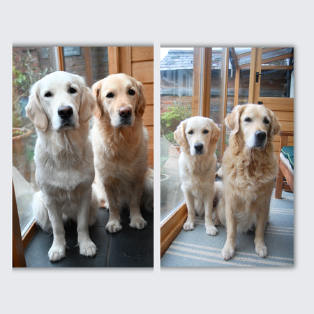 3 dog golden retriever brooch, custom dog brooch, golden retriever gift 