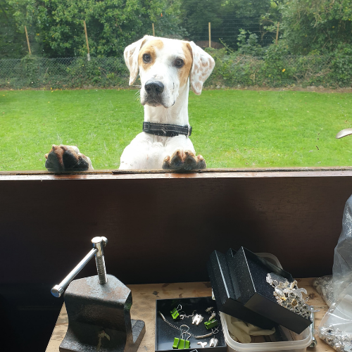 harrier hound monty inspired custom dog jewellery