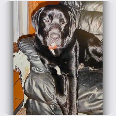 labrador newforundland cross dog necklace