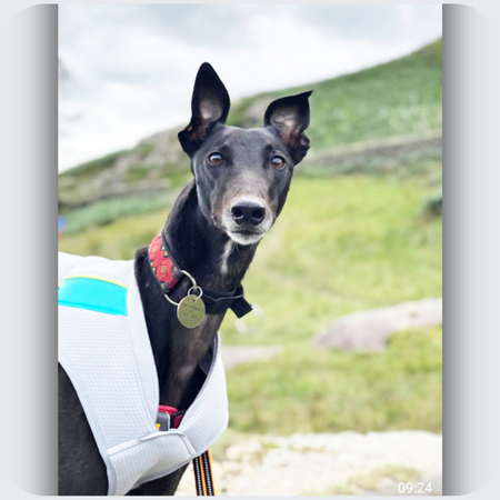 photo i based a silver custom greyhound brooch on