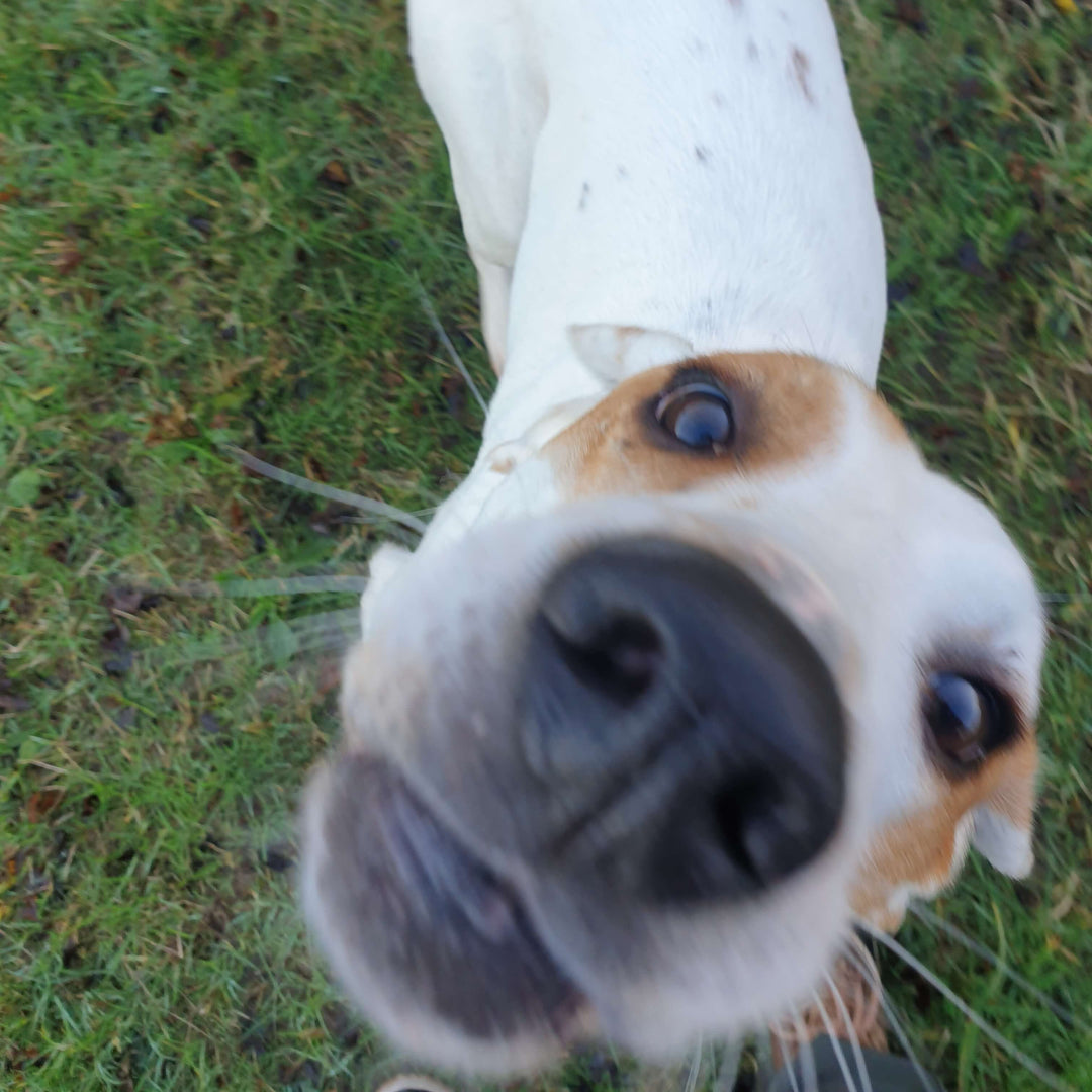 dog nose jewellery inspiration