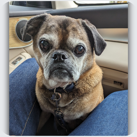 photo of pug i based a silver charm bracelet on