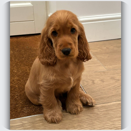 jewellery that looks like my dog, custom dog necklace