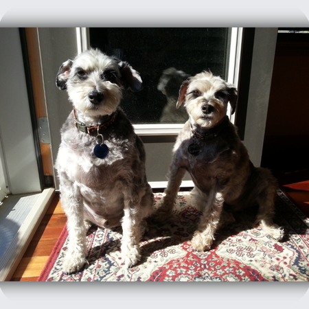 two schnoodles, photo for custom dog necklace, dog memorial necklace